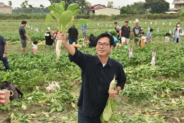 高雄市長陳其邁參與白玉蘿蔔認股、成為股東之一，經過45天悉心呵護和等待，今（15）日終可收成採收，上午他捲起手袖，到美濃田間下田開採、樂拔蘿蔔