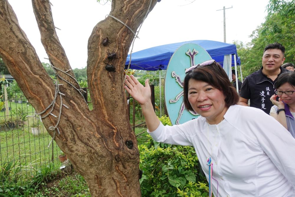 水水頂庄獨角仙復育逾千隻 黃敏惠市長體驗戶外科展解說的魅力