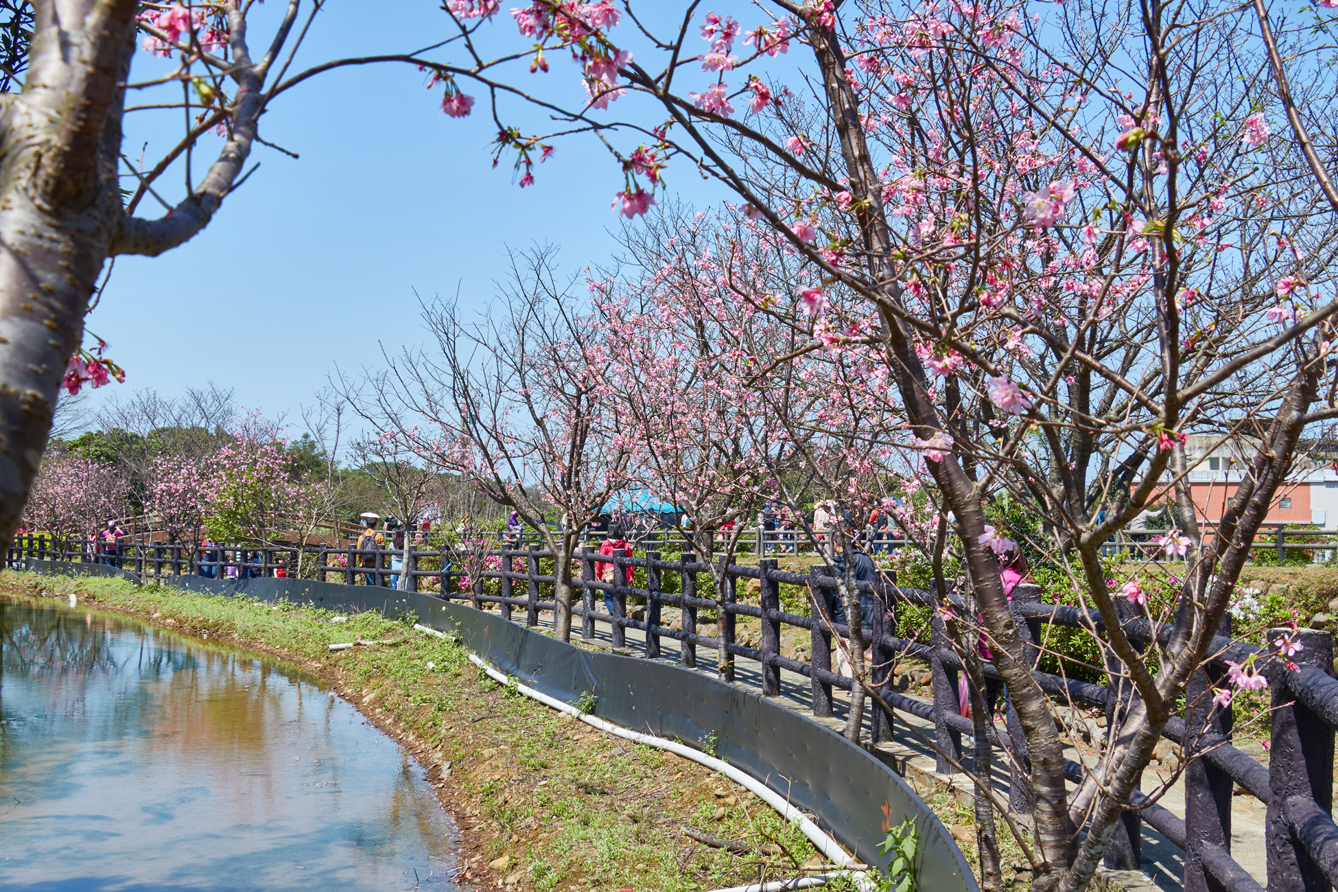 賞花也要防疫 新北線上及時花況在家也能賞櫻趣