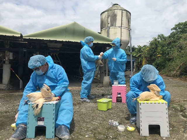 為防範禽流感 雞舍未設圍網防鳥 中央拍照地方罰