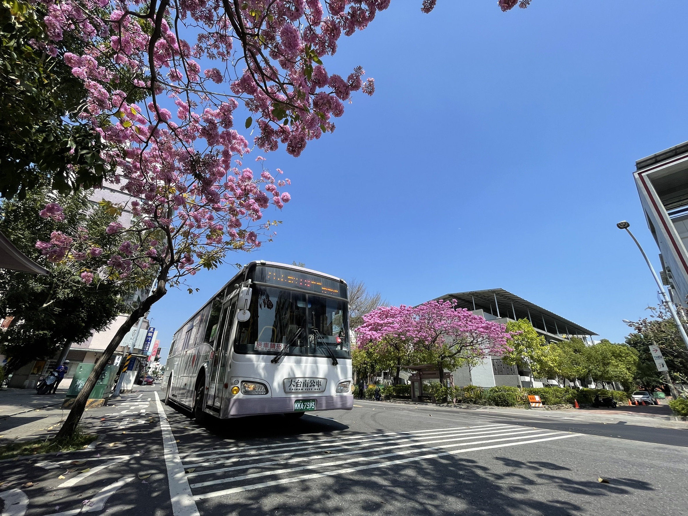 大光國小「台南最美公車站」風鈴木盛開     民眾搭車搶拍網美照