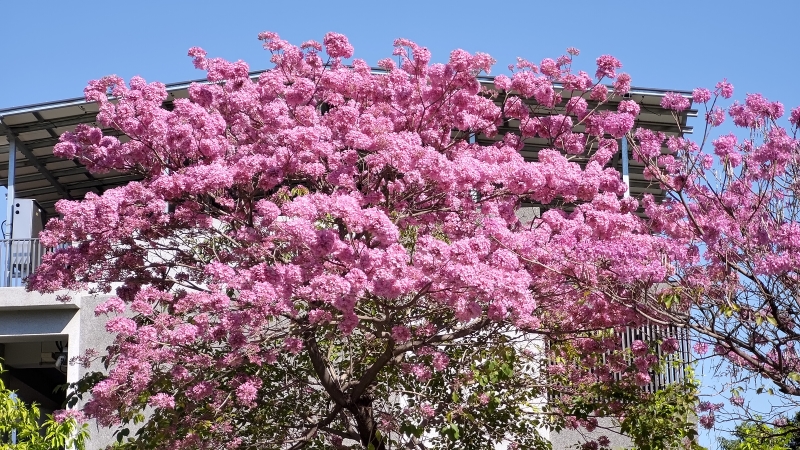 春季賞花    解鎖臺南的花花世界