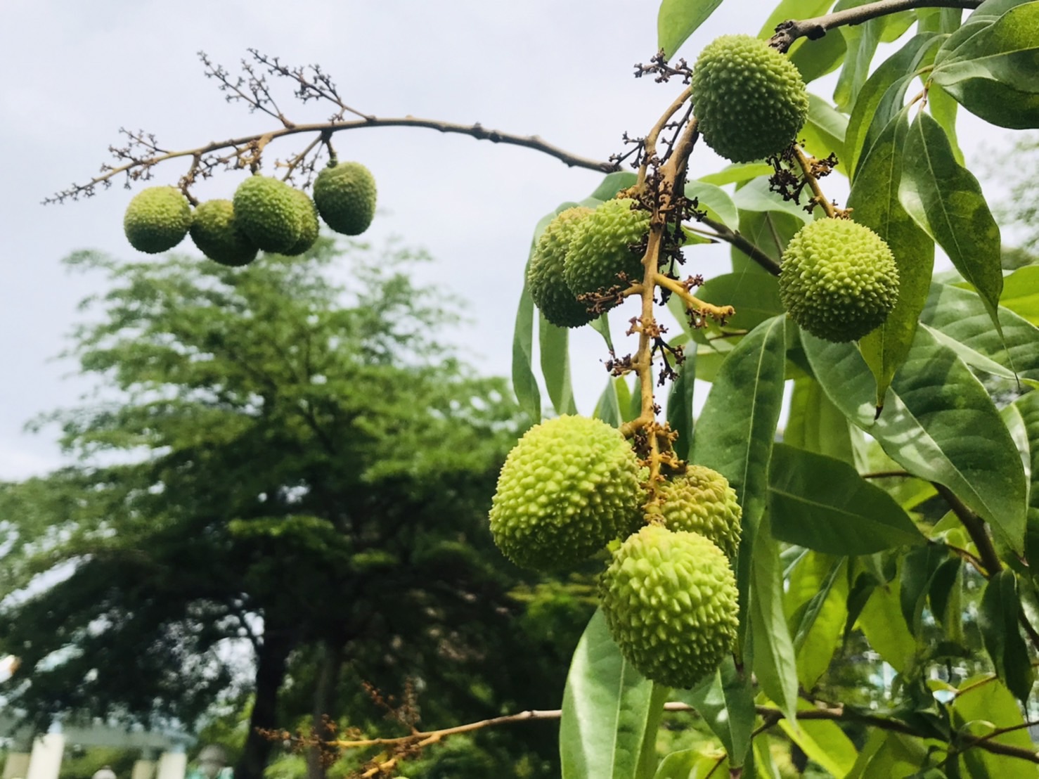 壓力太大了嗎？臺南市議會廣植花果紓解身心