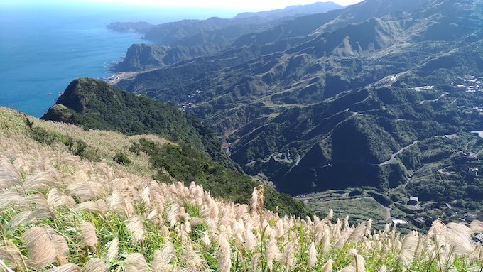 芒花舞深秋 九份山城雪白搖曳 譜出浪漫療癒美景