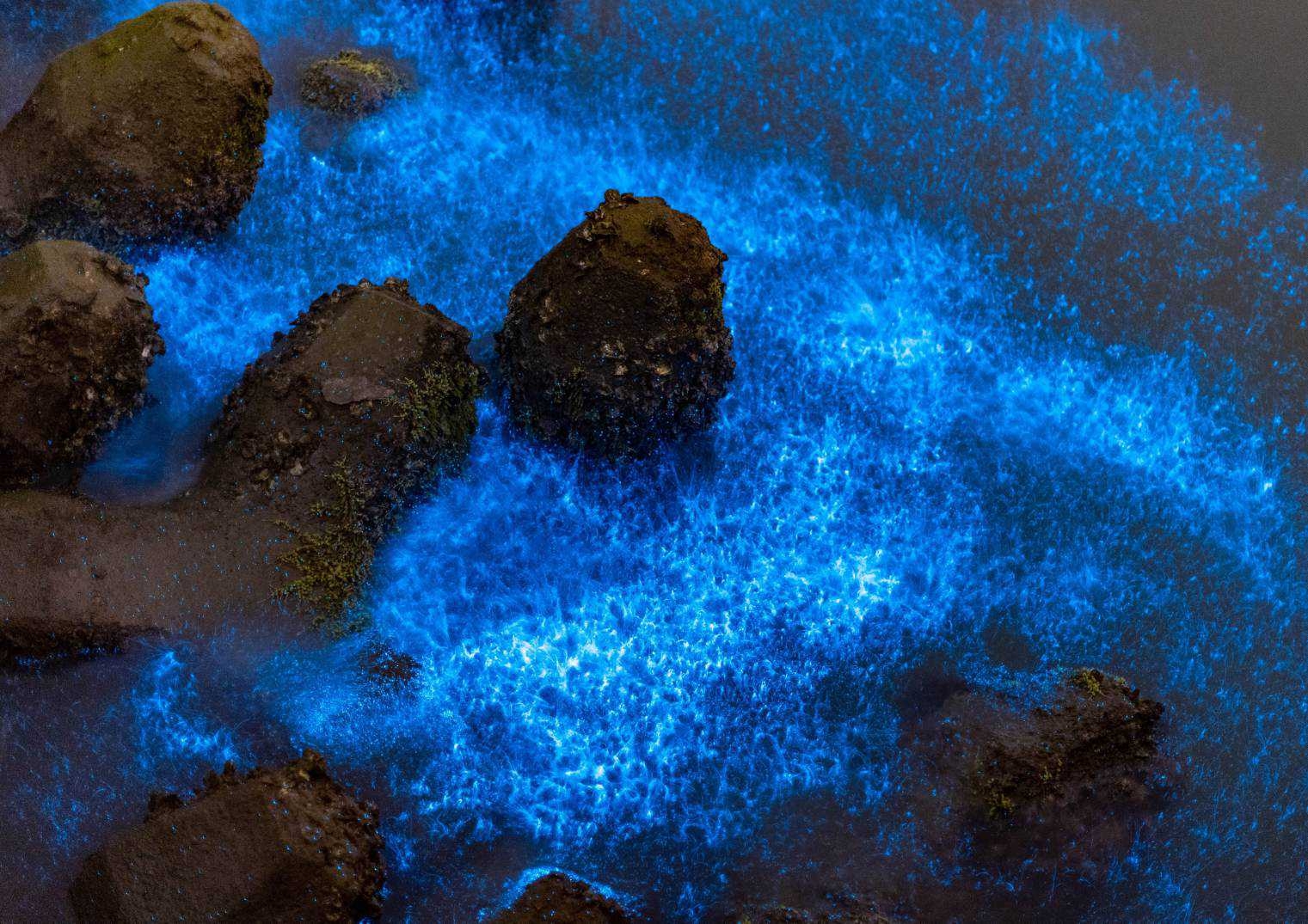 「藍眼淚」奇景夯 南市府籲：勿讓鹽田「流眼淚」