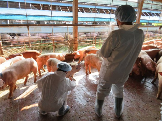 新北市漂流豬檢出非洲豬瘟，嘉義縣全面警戒